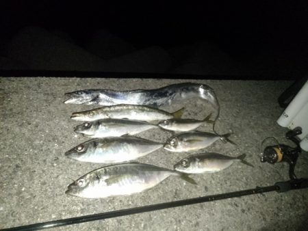 (尺アジ)フロートゲーム