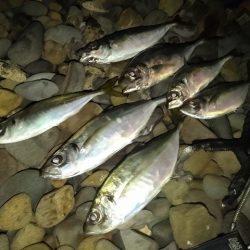 (尺アジ)フロートゲーム