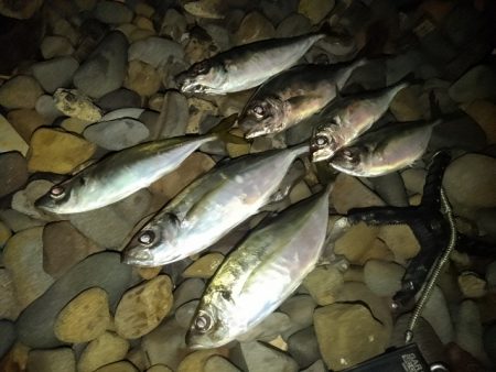 (尺アジ)フロートゲーム