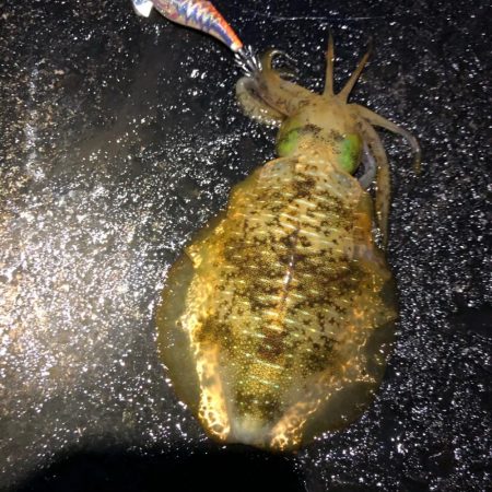 2020 佐渡ヶ島エギング 39回目