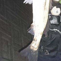 秋のハイシーズン