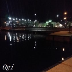 なんとかアオリイカ。