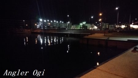 なんとかアオリイカ。