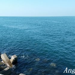 東浦でタチウオ・西浦で良型アジ！！