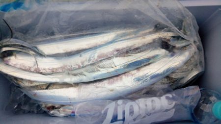 弘福丸 釣果