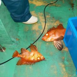 第二むつ漁丸 釣果