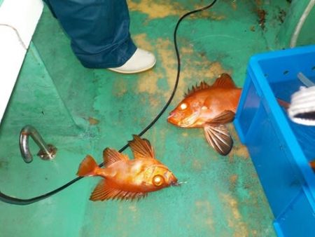 第二むつ漁丸 釣果