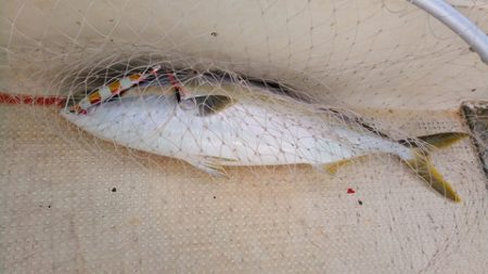 弘福丸 釣果