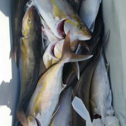 第五慶門丸 釣果