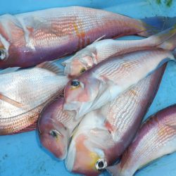 こうゆう丸 釣果