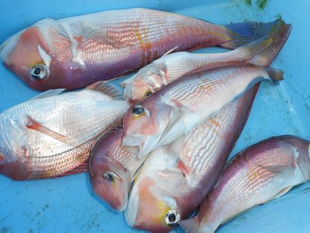 こうゆう丸 釣果