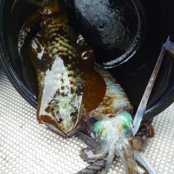 Fisherman Dreams DI 釣果