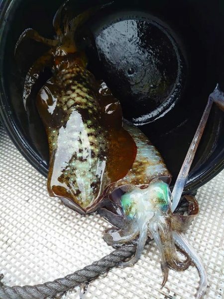 Fisherman Dreams DI 釣果