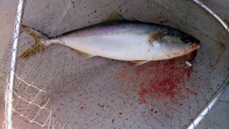 弘福丸 釣果