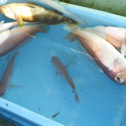 こうゆう丸 釣果