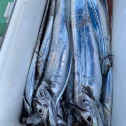 さんさん丸 釣果