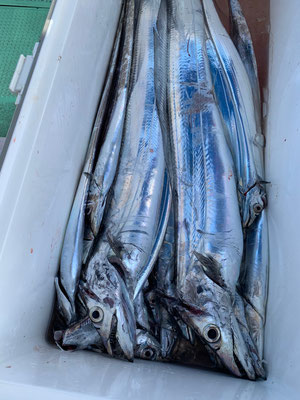 さんさん丸 釣果