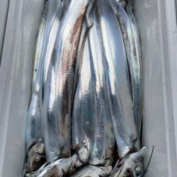 さんさん丸 釣果