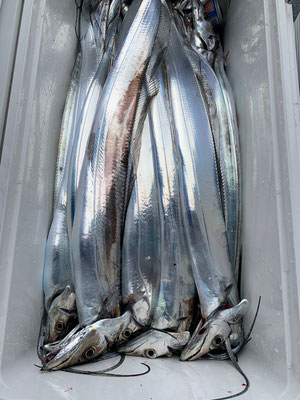 さんさん丸 釣果