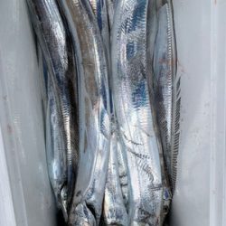 さんさん丸 釣果