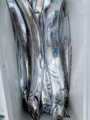 さんさん丸 釣果