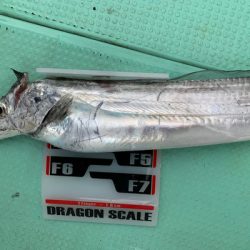 さんさん丸 釣果