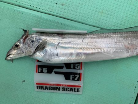 さんさん丸 釣果