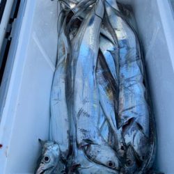 さんさん丸 釣果