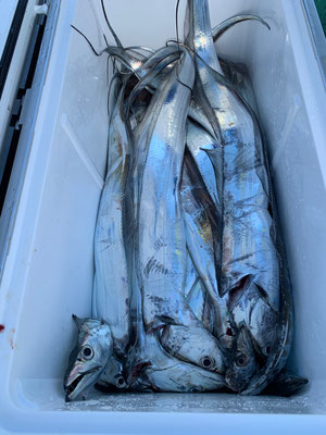 さんさん丸 釣果