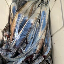 さんさん丸 釣果