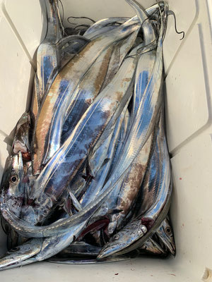 さんさん丸 釣果