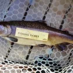 フィッシングレイクたかみや 釣果