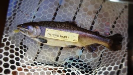 フィッシングレイクたかみや 釣果