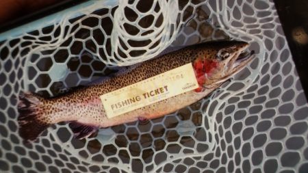 フィッシングレイクたかみや 釣果