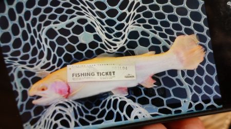 フィッシングレイクたかみや 釣果