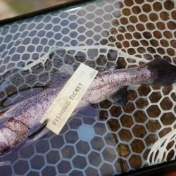 フィッシングレイクたかみや 釣果