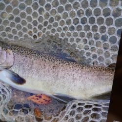 フィッシングレイクたかみや 釣果