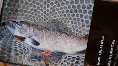 フィッシングレイクたかみや 釣果