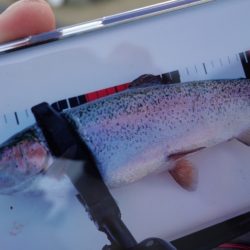 フィッシングレイクたかみや 釣果