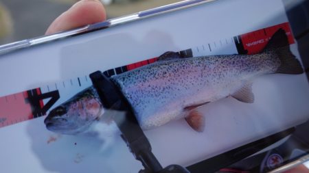 フィッシングレイクたかみや 釣果