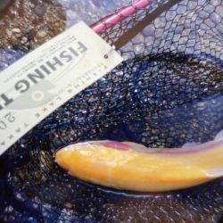 フィッシングレイクたかみや 釣果