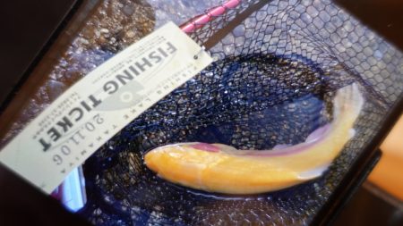 フィッシングレイクたかみや 釣果