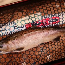 フィッシングレイクたかみや 釣果