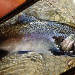 フィッシングレイクたかみや 釣果