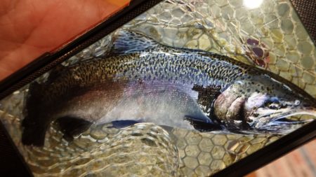 フィッシングレイクたかみや 釣果