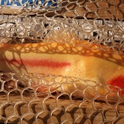 フィッシングレイクたかみや 釣果