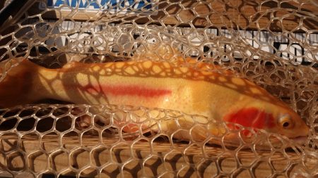 フィッシングレイクたかみや 釣果