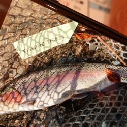 フィッシングレイクたかみや 釣果