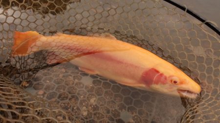 フィッシングレイクたかみや 釣果