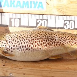 フィッシングレイクたかみや 釣果